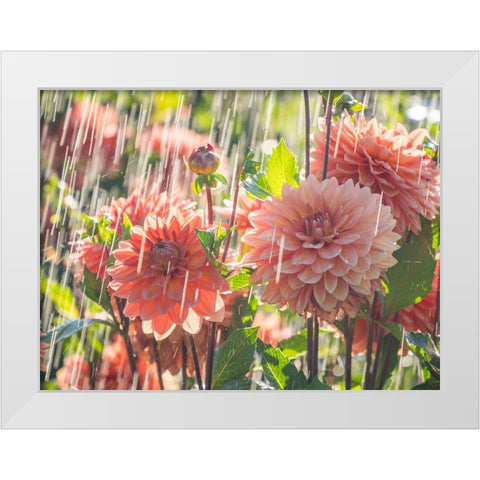 Oregon-Canby-Swam Island Dahlias-water coming down on flowers White Modern Wood Framed Art Print by Gulin, Sylvia
