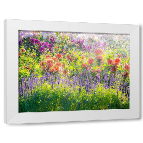 Oregon-Canby-Swam Island Dahlias-water coming down on flowers White Modern Wood Framed Art Print by Gulin, Sylvia