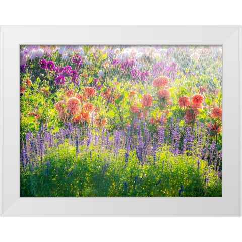 Oregon-Canby-Swam Island Dahlias-water coming down on flowers White Modern Wood Framed Art Print by Gulin, Sylvia