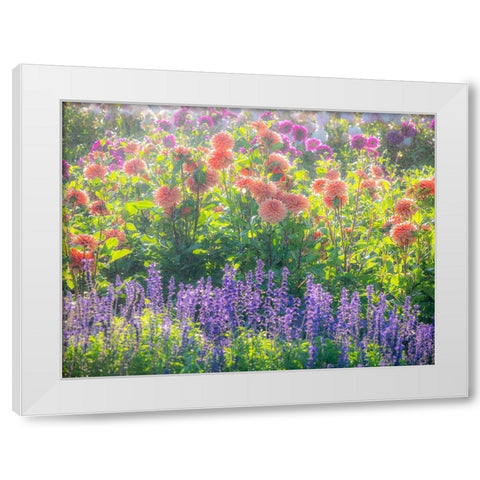 Oregon-Canby-Swam Island Dahlias-water coming down on flowers White Modern Wood Framed Art Print by Gulin, Sylvia