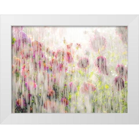 Oregon-Canby-Swam Island Dahlias-water coming down on flowers White Modern Wood Framed Art Print by Gulin, Sylvia