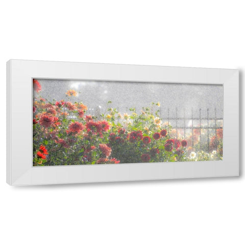 Oregon-Canby-Swam Island Dahlias-water coming down on flowers White Modern Wood Framed Art Print by Gulin, Sylvia