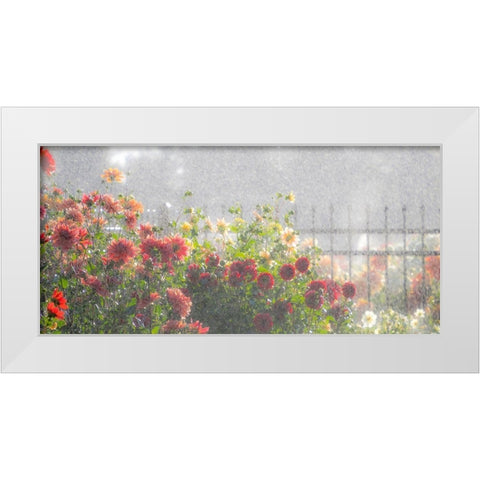 Oregon-Canby-Swam Island Dahlias-water coming down on flowers White Modern Wood Framed Art Print by Gulin, Sylvia