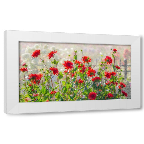 Oregon-Canby-Swam Island Dahlias-water coming down on flowers White Modern Wood Framed Art Print by Gulin, Sylvia