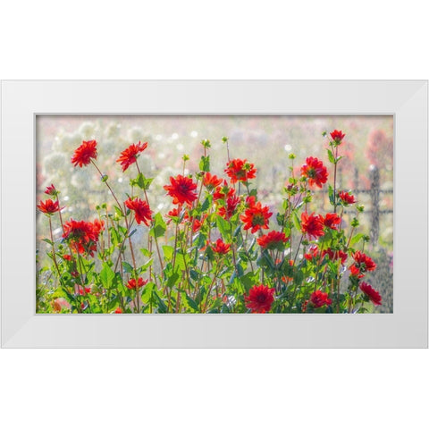 Oregon-Canby-Swam Island Dahlias-water coming down on flowers White Modern Wood Framed Art Print by Gulin, Sylvia