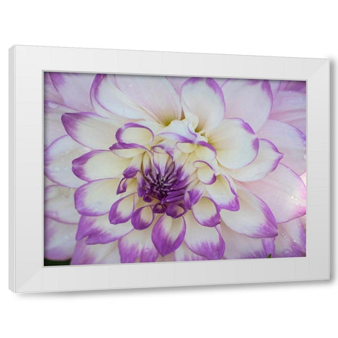 Oregon-Canby-Swam Island Dahlias-Dahlia flower close-ups White Modern Wood Framed Art Print by Gulin, Sylvia