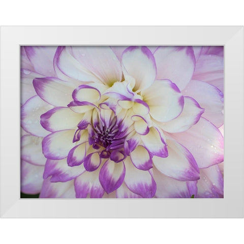 Oregon-Canby-Swam Island Dahlias-Dahlia flower close-ups White Modern Wood Framed Art Print by Gulin, Sylvia