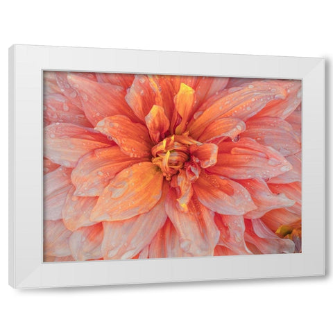 Oregon-Canby-Swam Island Dahlias-Dahlia flower close-ups White Modern Wood Framed Art Print by Gulin, Sylvia