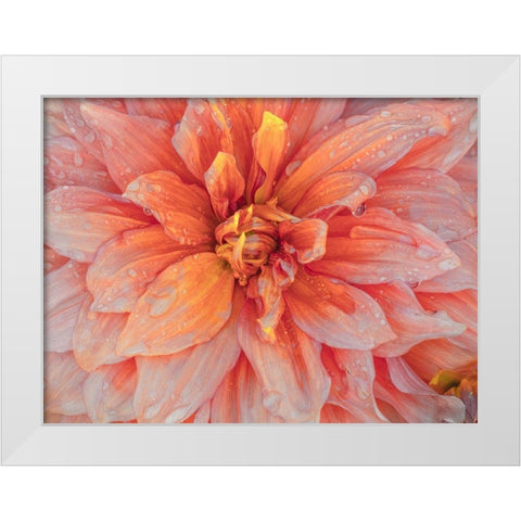Oregon-Canby-Swam Island Dahlias-Dahlia flower close-ups White Modern Wood Framed Art Print by Gulin, Sylvia