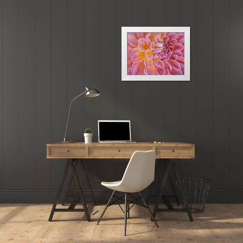 Oregon-Canby-Swam Island Dahlias-Dahlia flower close-ups White Modern Wood Framed Art Print by Gulin, Sylvia