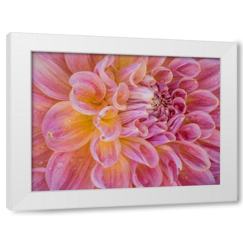 Oregon-Canby-Swam Island Dahlias-Dahlia flower close-ups White Modern Wood Framed Art Print by Gulin, Sylvia
