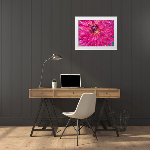 Oregon-Canby-Swam Island Dahlias-Dahlia flower close-ups White Modern Wood Framed Art Print by Gulin, Sylvia