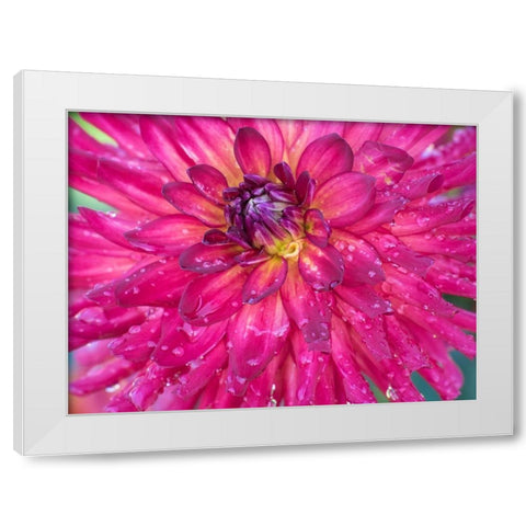 Oregon-Canby-Swam Island Dahlias-Dahlia flower close-ups White Modern Wood Framed Art Print by Gulin, Sylvia