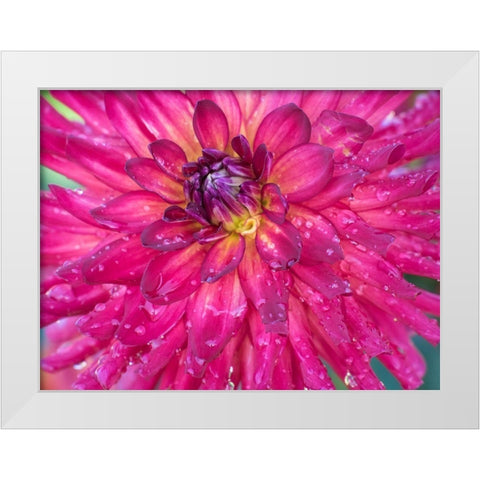 Oregon-Canby-Swam Island Dahlias-Dahlia flower close-ups White Modern Wood Framed Art Print by Gulin, Sylvia