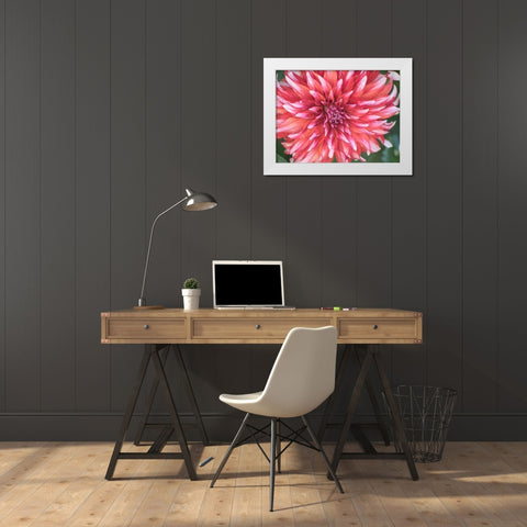 Oregon-Canby-Swam Island Dahlias-Dahlia flower close-ups White Modern Wood Framed Art Print by Gulin, Sylvia