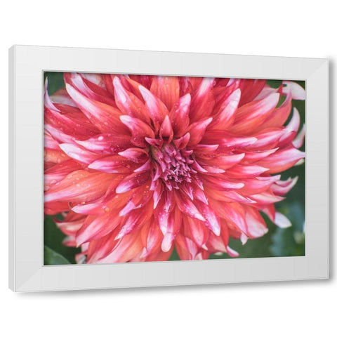 Oregon-Canby-Swam Island Dahlias-Dahlia flower close-ups White Modern Wood Framed Art Print by Gulin, Sylvia