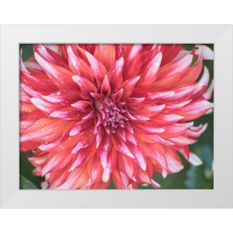 Oregon-Canby-Swam Island Dahlias-Dahlia flower close-ups White Modern Wood Framed Art Print by Gulin, Sylvia