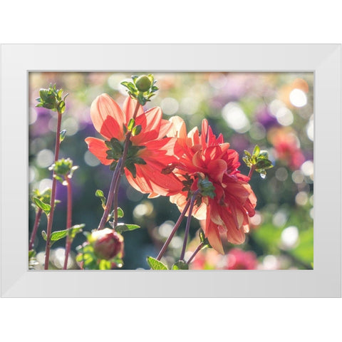 Oregon-Canby-Swam Island Dahlias-Dahlia flower garden in full color White Modern Wood Framed Art Print by Gulin, Sylvia