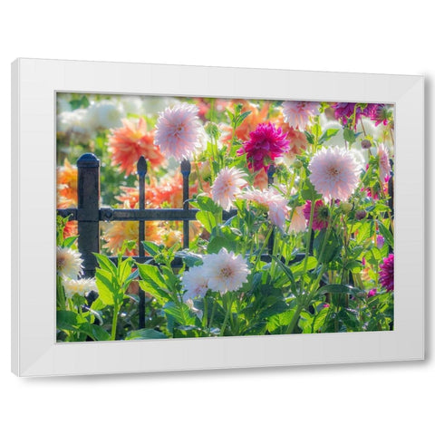 Oregon-Canby-Swam Island Dahlias-Dahlia flower garden in full color White Modern Wood Framed Art Print by Gulin, Sylvia