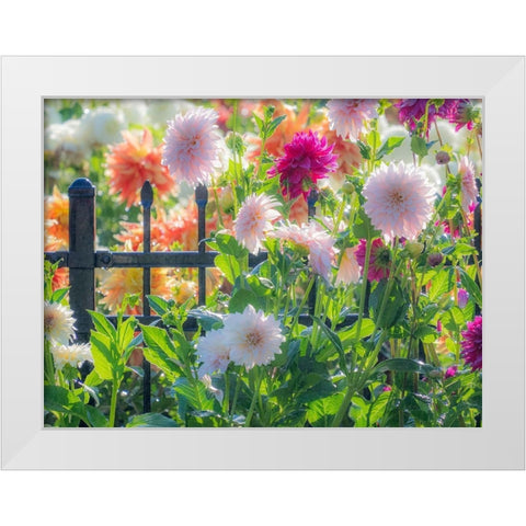 Oregon-Canby-Swam Island Dahlias-Dahlia flower garden in full color White Modern Wood Framed Art Print by Gulin, Sylvia