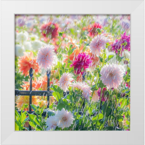 Oregon-Canby-Swan Island Dahlias-water coming down on flowers White Modern Wood Framed Art Print by Gulin, Sylvia