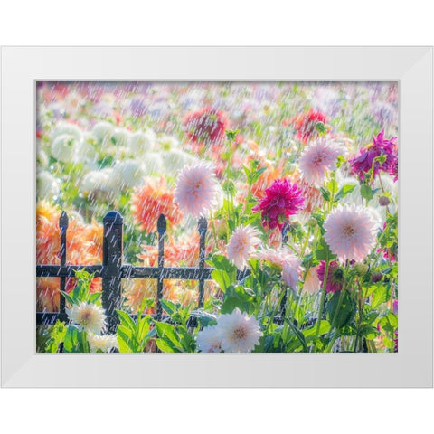 Oregon-Canby-Swan Island Dahlias-water coming down on flowers White Modern Wood Framed Art Print by Gulin, Sylvia