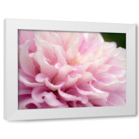 Oregon-Canby-Swan Island Dahlia farm with close-ups of flowering Dahlia White Modern Wood Framed Art Print by Gulin, Sylvia