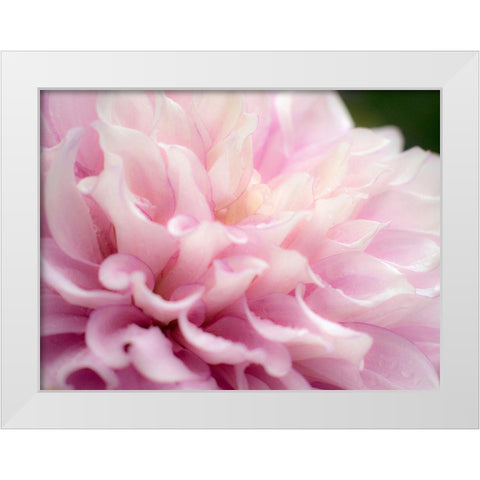 Oregon-Canby-Swan Island Dahlia farm with close-ups of flowering Dahlia White Modern Wood Framed Art Print by Gulin, Sylvia