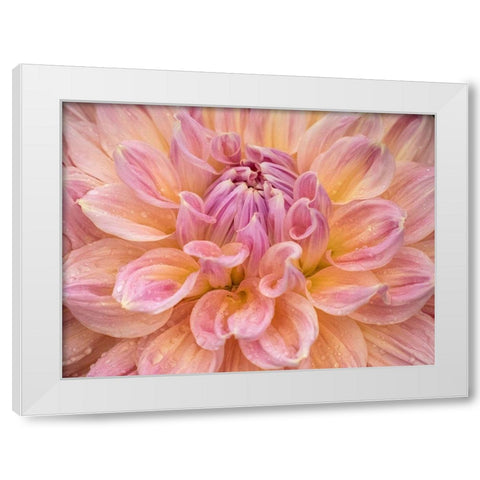 Oregon-Canby-Swan Island Dahlia farm with close-ups of flowering Dahlia White Modern Wood Framed Art Print by Gulin, Sylvia