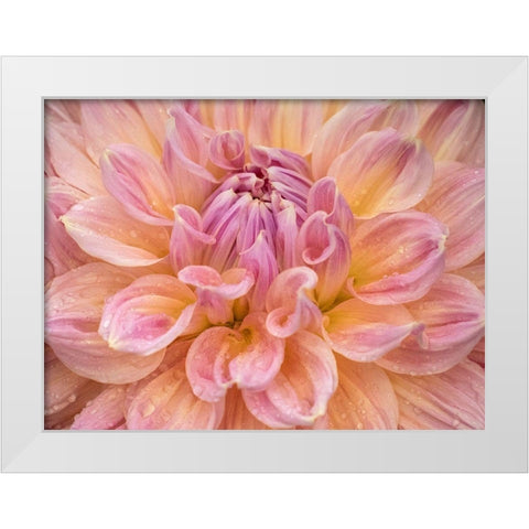 Oregon-Canby-Swan Island Dahlia farm with close-ups of flowering Dahlia White Modern Wood Framed Art Print by Gulin, Sylvia