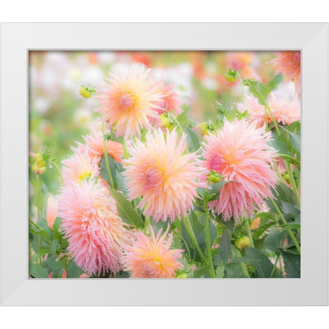 Oregon-Canby-Swam Island Dahlias-Dahlia flower garden in full color White Modern Wood Framed Art Print by Gulin, Sylvia