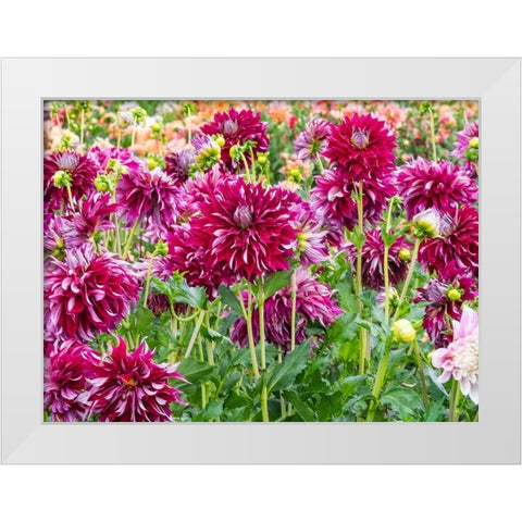 Oregon-Canby-Swam Island Dahlias-Dahlia flower garden in full color White Modern Wood Framed Art Print by Gulin, Sylvia