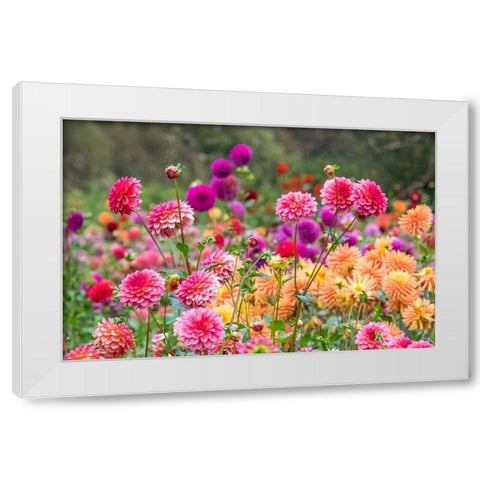 Oregon-Canby-Swam Island Dahlias-Dahlia flower garden in full color White Modern Wood Framed Art Print by Gulin, Sylvia