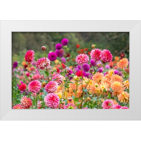 Oregon-Canby-Swam Island Dahlias-Dahlia flower garden in full color White Modern Wood Framed Art Print by Gulin, Sylvia