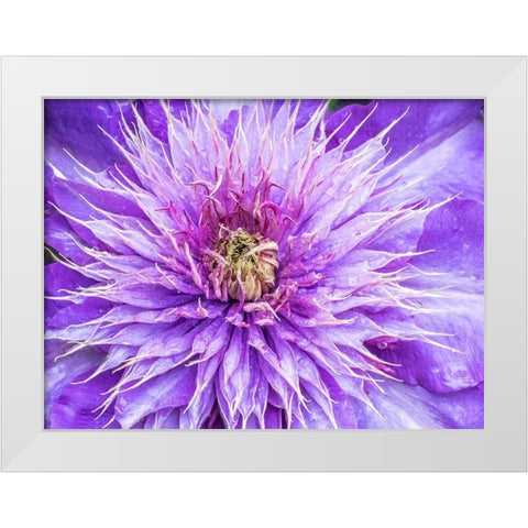 Oregon-Salem close-up of purple blooming Clematis flower White Modern Wood Framed Art Print by Gulin, Sylvia