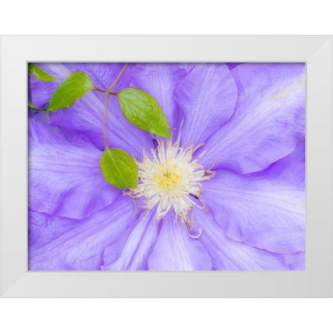 Oregon-Salem close-up of purple blooming Clematis flower White Modern Wood Framed Art Print by Gulin, Sylvia