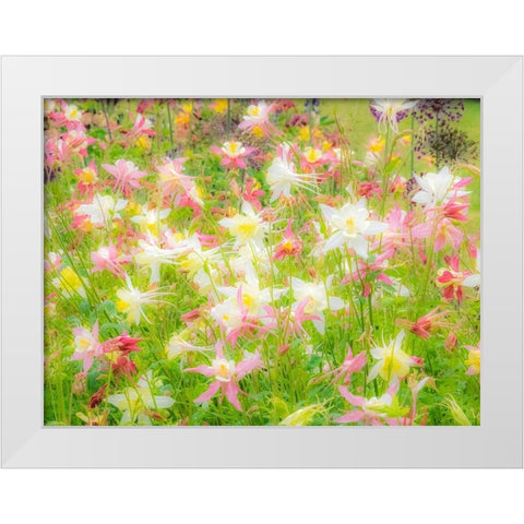 Oregon-Salem-Columbine in display garden White Modern Wood Framed Art Print by Gulin, Sylvia