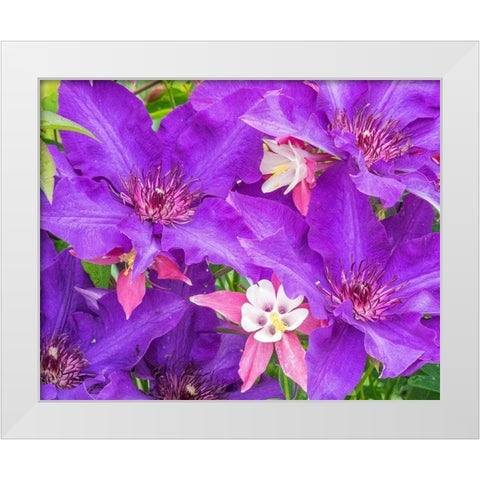 Oregon-Salem close-up of purple blooming Clematis flower White Modern Wood Framed Art Print by Gulin, Sylvia