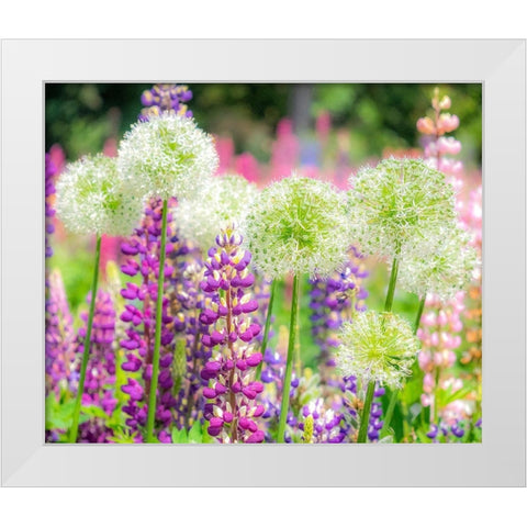 Oregon-Salem-colorful garden with Russell Lupine and Allium in full bloom White Modern Wood Framed Art Print by Gulin, Sylvia