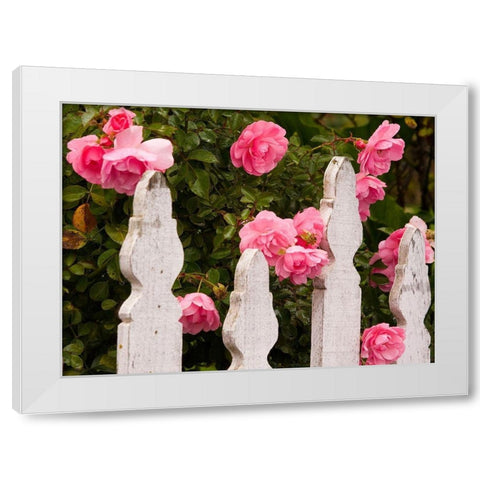 Oregon-Cannon Beach with gardens and white picket fences and pink roses White Modern Wood Framed Art Print by Gulin, Sylvia