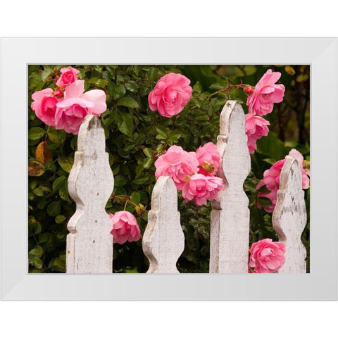 Oregon-Cannon Beach with gardens and white picket fences and pink roses White Modern Wood Framed Art Print by Gulin, Sylvia