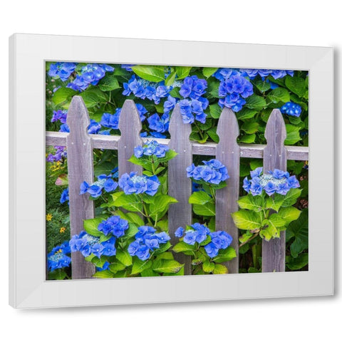 Oregon-Cannon Beach-Northwest Hydrangea bloom Picket fence White Modern Wood Framed Art Print by Gulin, Sylvia