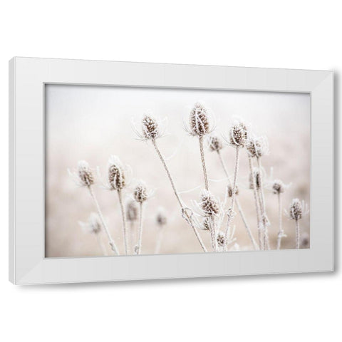 Oregon-Eugene-mornings frost on teasel White Modern Wood Framed Art Print by Gulin, Sylvia