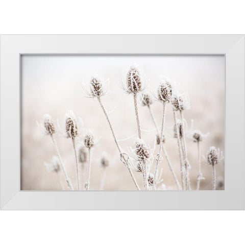 Oregon-Eugene-mornings frost on teasel White Modern Wood Framed Art Print by Gulin, Sylvia