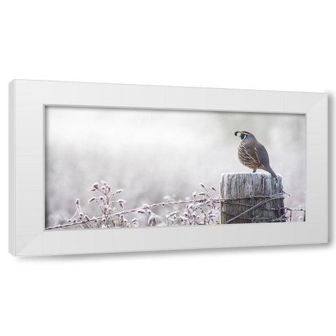 Oregon-Eugene-mornings frost fence post and California Quail White Modern Wood Framed Art Print by Gulin, Sylvia