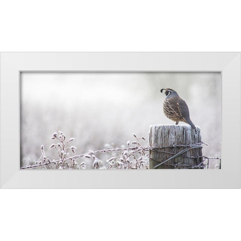 Oregon-Eugene-mornings frost fence post and California Quail White Modern Wood Framed Art Print by Gulin, Sylvia