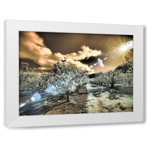USA-Oregon-Columbia Gorge Infrared of light reflecting in spring apple orchard White Modern Wood Framed Art Print by Eggers, Terry