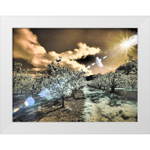 USA-Oregon-Columbia Gorge Infrared of light reflecting in spring apple orchard White Modern Wood Framed Art Print by Eggers, Terry