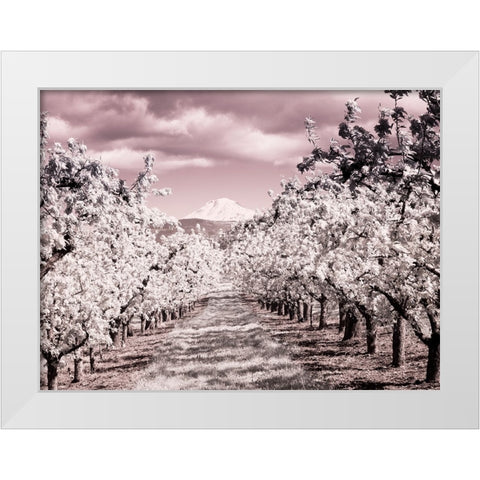 USA-Oregon-Columbia Gorge Infrared of Spring orchards and Mount Rainier White Modern Wood Framed Art Print by Eggers, Terry