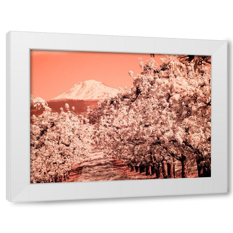 USA-Oregon-Columbia Gorge Infrared of Spring orchards and Mount Rainier White Modern Wood Framed Art Print by Eggers, Terry